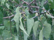 netleaf hackberry (Celtis reticulata)
